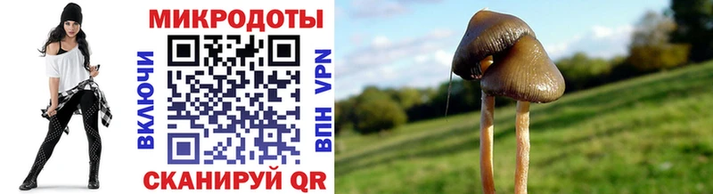 блэк спрут   Абдулино  Псилоцибиновые грибы мицелий 
